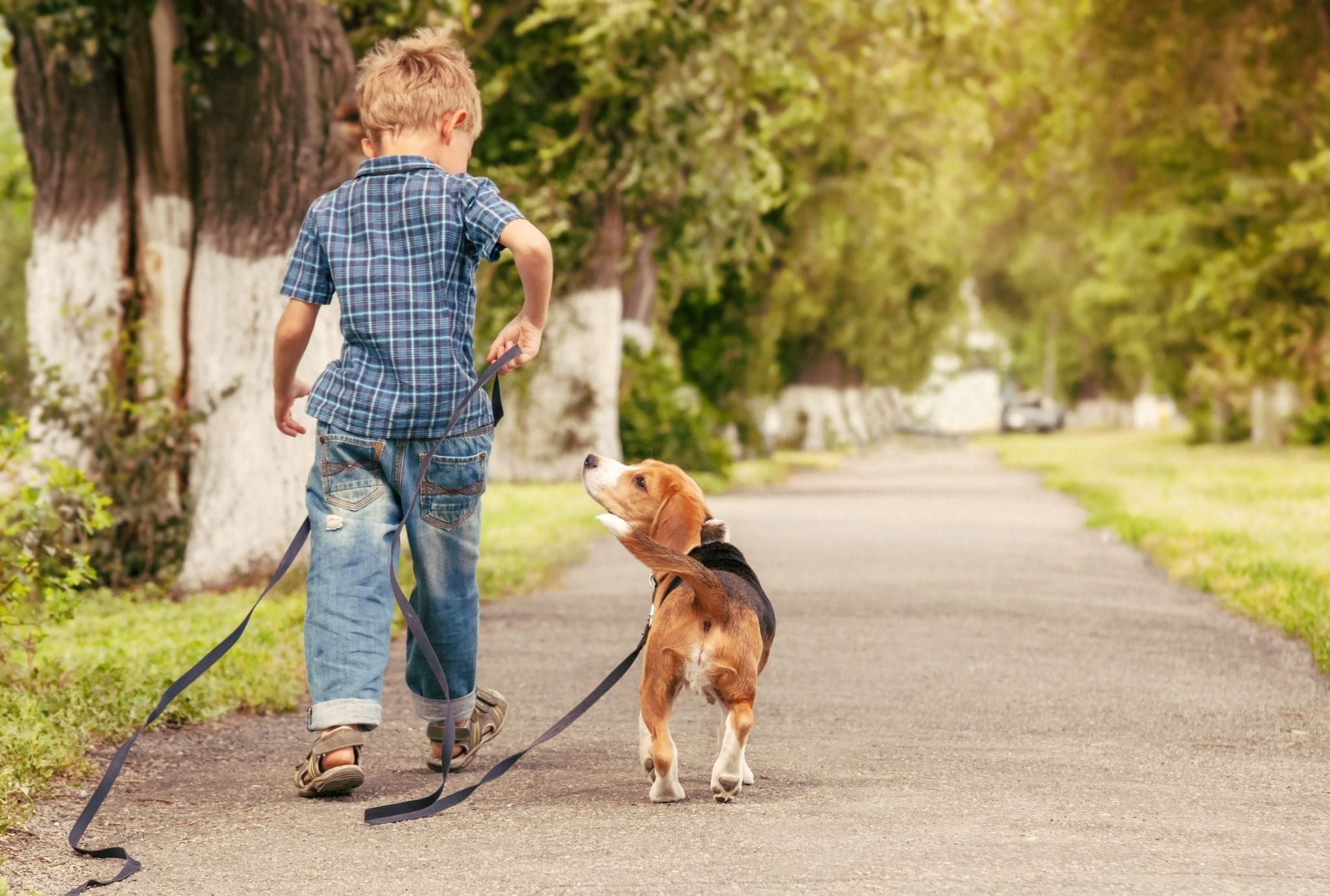 Leash training, like any other kind of dog training, benefits both you and your dog