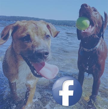 facebook-F-dogs