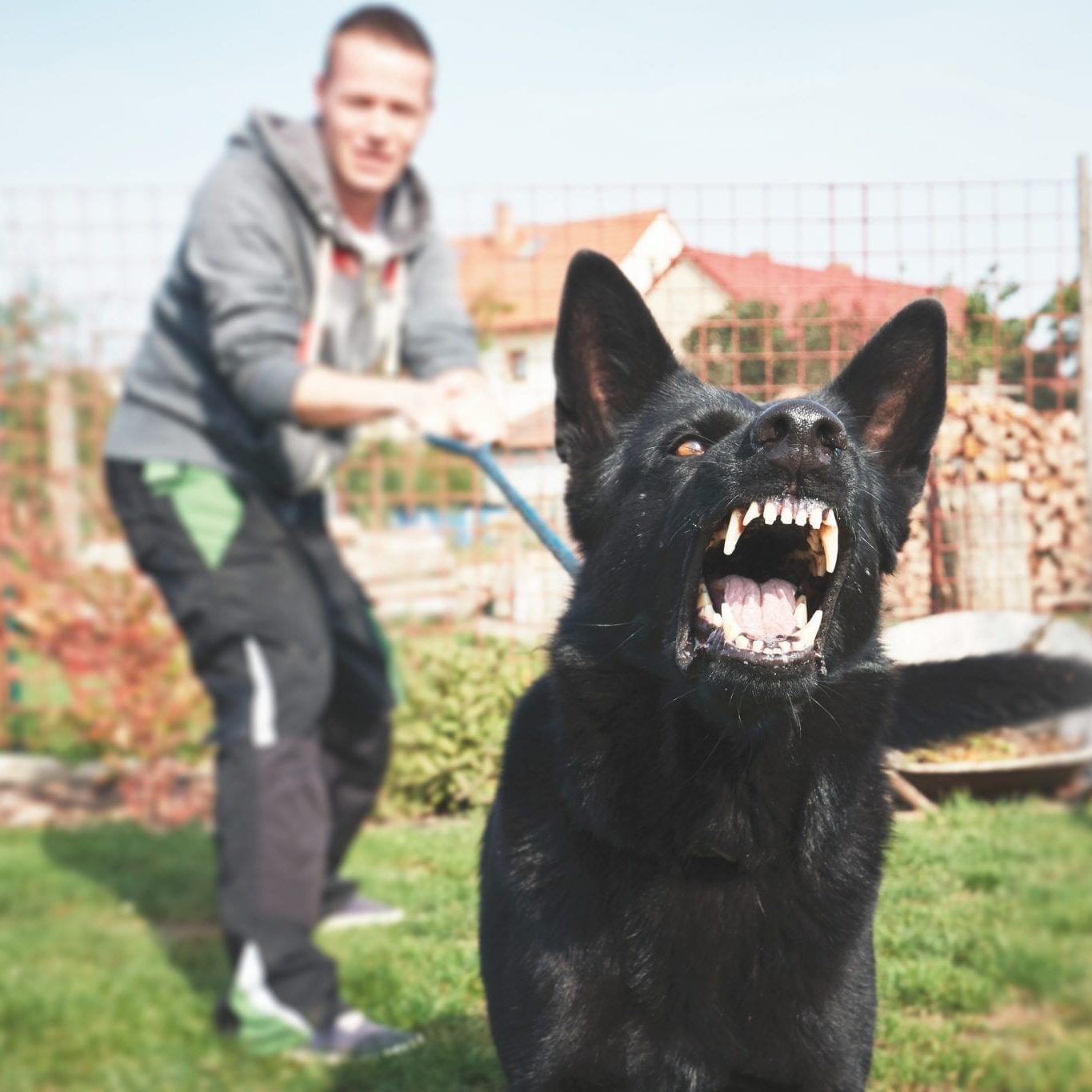Aggressive dogs can change will behavior modification